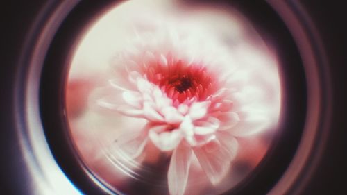 Close-up of red rose flower