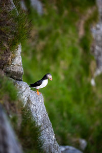 Puffin perching on rock