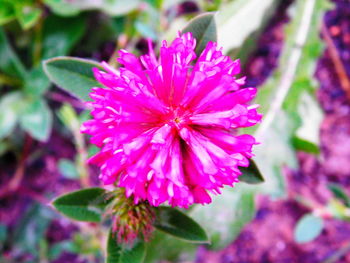 Close-up of pink flowers