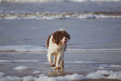 Dog standing on beach