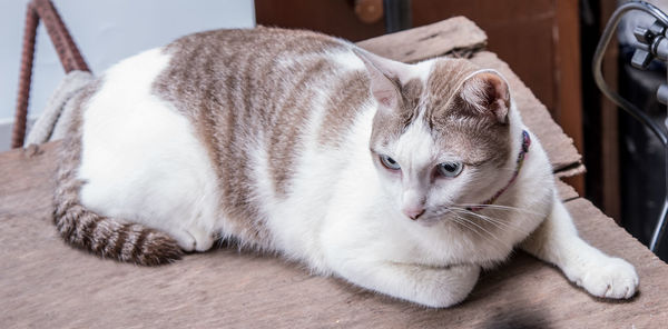 Close-up of cat relaxing on table