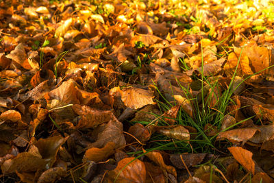 High angle view of dry leaves on field