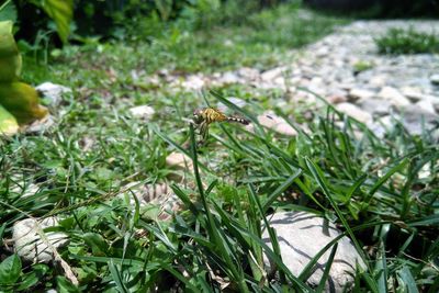 Close-up of insect on grass