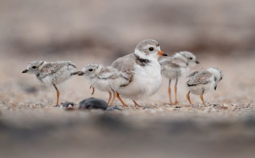 Close-up of young birds perching on land