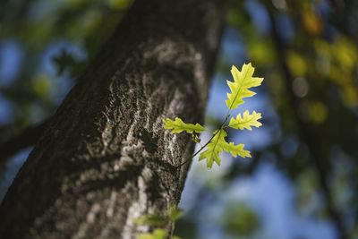 Close-up of fresh flower tree against sky