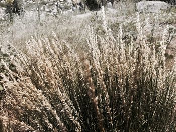 Full frame shot of plants on field