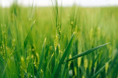 Close-up of wheat growing on field