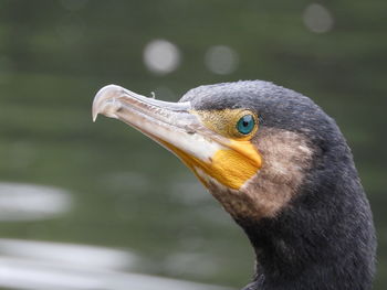 Close-up of a bird looking away