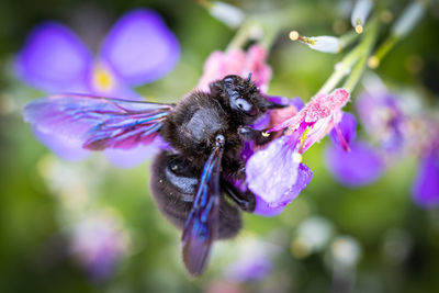 Close-up of honey bee pollinating on purple flower