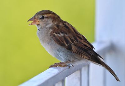 Close-up of bird perching