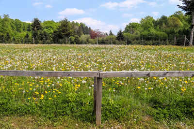 Scenic view of grassy field against sky