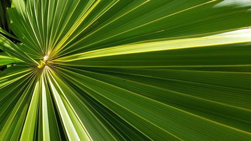 Close-up of palm leaf