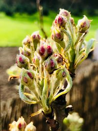 Close-up of flowering plant