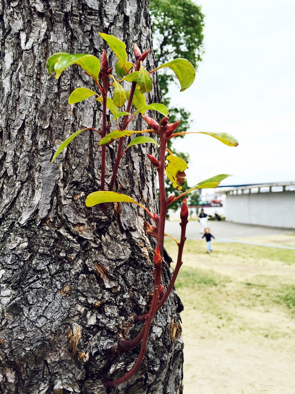 tree, growth, branch, nature, leaf, tree trunk, plant, green color, day, beauty in nature, flower, outdoors, tranquility, growing, no people, clear sky, sunlight, yellow, park - man made space, focus on foreground