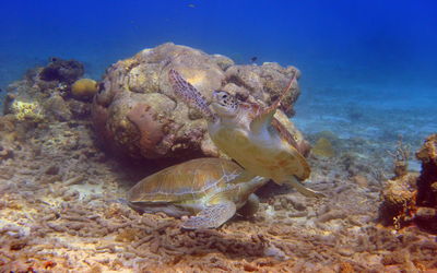 Sea turtle sitting under a rock in curacao, dutch antilles