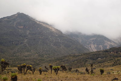 Scenic view of mountain range against sky, mount kenya national park, kenya 