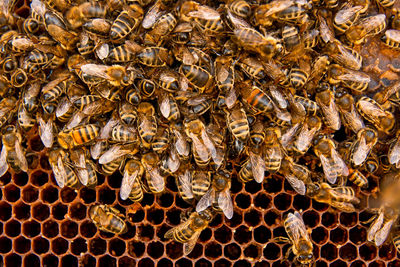 Close-up of bee on the wall