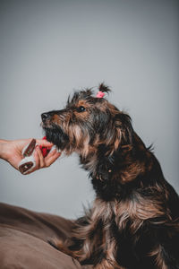 Close-up of dog against white background