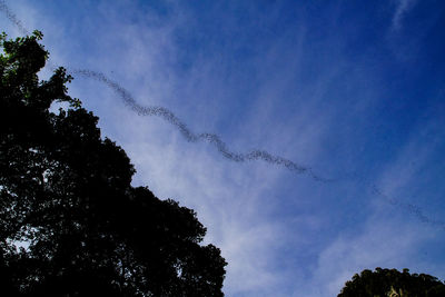 Low angle view of silhouette trees against blue sky