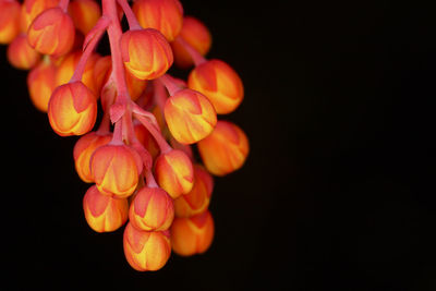 Close-up of orange flower buds against black background