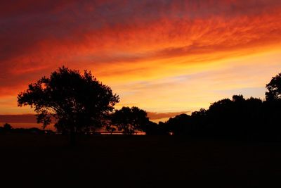 Silhouette of trees at sunset