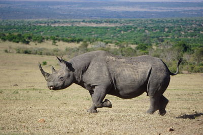 Side view of rhinoceros on field