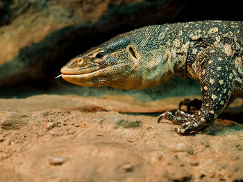 Close-up of lizard on rock