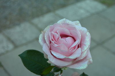 Close-up of pink rose