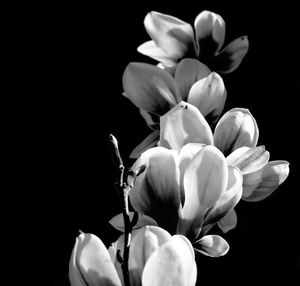 Close-up of flowers over black background