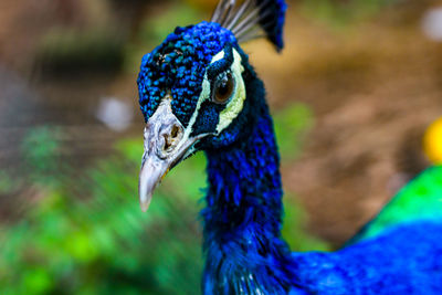 Close-up of a peacock