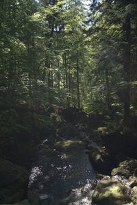 Stream flowing through rocks in forest