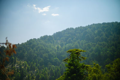 Scenic view of forest against sky