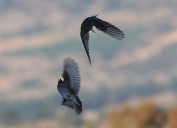 Close-up of seagull flying against blurred background