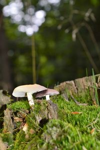 Close-up of mushroom growing on field