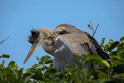 Low angle view of bird flying against the sky