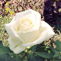 Close-up of fresh white rose blooming outdoors