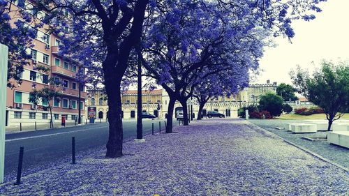 Street amidst trees and buildings in city