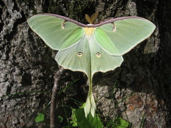 High angle view of butterfly on plant
