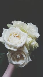 Close-up of rose over white background