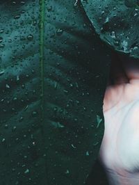 Close up of wet leaves after the rain