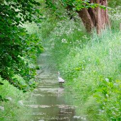 Stream in forest