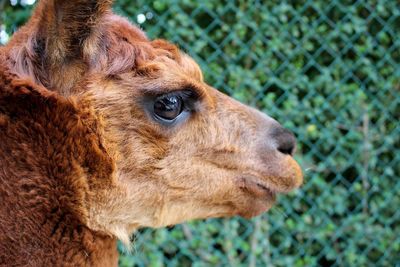 Alpaca portrait 