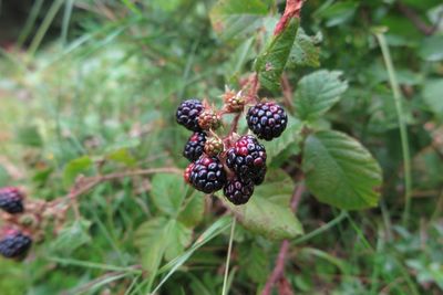 Close-up of blackberries growing on plant