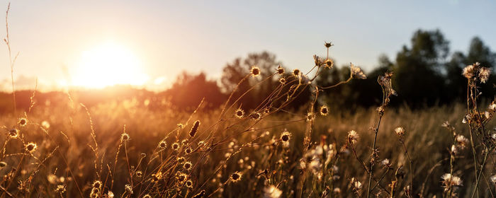 Close-up of plants growing on field against sky during sunset