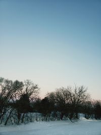 Trees on field against clear sky during winter