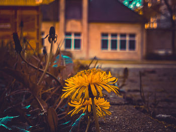 yellow
