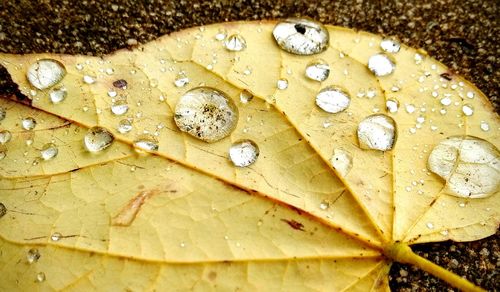 Close-up of water drops on leaf