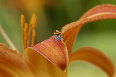 Close-up of insect on plant
