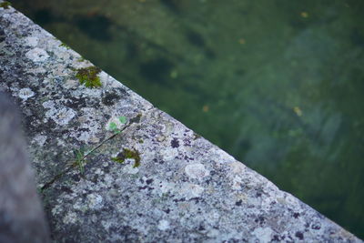 Close-up of moss on rock