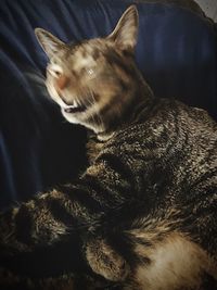 Close-up of cat relaxing on bed at home